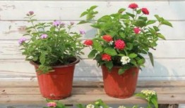 和平静音最新爆料视频,揭秘视频背后的惊人真相