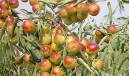 陕西大枣爆料最新消息,揭秘千年古枣的秘密