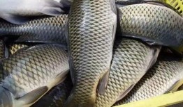 重庆爆料大鲤鱼视频最新,视频曝光引发社会关注