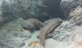 9月神奇动物爆料最新,神秘生物齐聚，奇幻世界再掀波澜